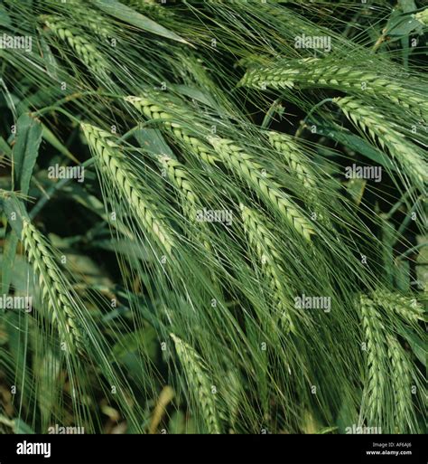 6 row barley varieties